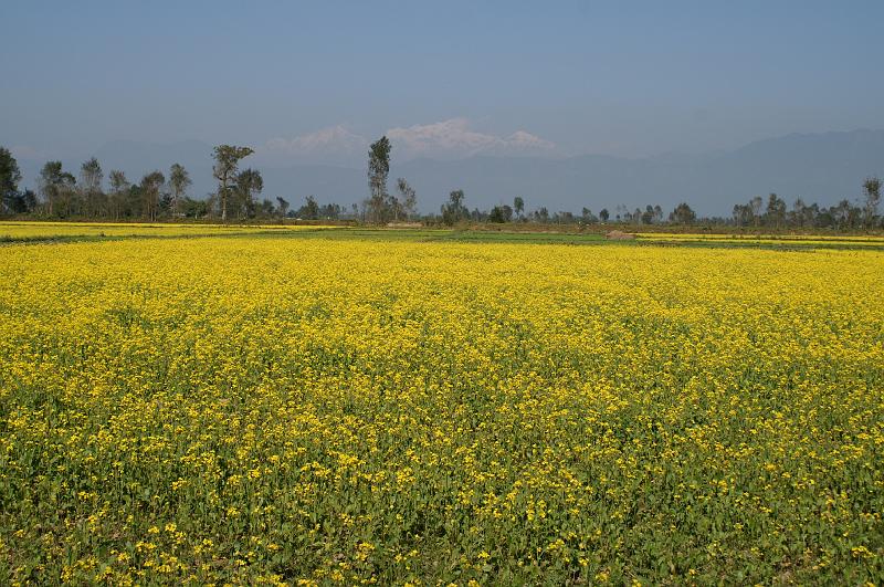 Chitwan2.JPG - Pole żepaku. W tle masyw Annapurny