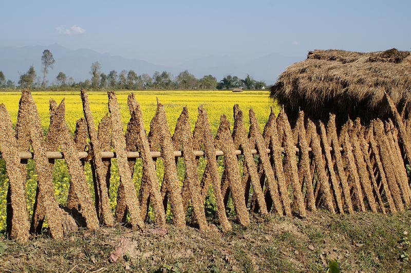 Chitwan3.JPG - Opał z krowiego łajna i ryżowych plew